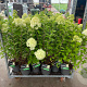 Hydrangea pan. 'Limelight' 40-50 cm 7,5L