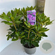 Rhododendron 'Catawb. Grandiflorum' 30-40 cm 5,0L