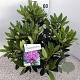 Rhododendron 'Catawb. Grandiflorum' 30-40 cm 5,0L