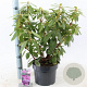 Rhododendron 'Catawb. Grandiflorum' 30-40 cm 5,0L