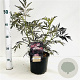 Sambucus nigra Black Lace 40-50 cm 3,0L