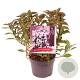 Weigela florida Pink Poppet 20-30 cm 3,0L