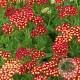 Achillea m. Milly Rock Red GM C5