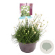 Armeria m. 'Abbey White' GM C5