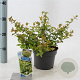 Abelia grandifl. Happy Daydream 25-30 cm 2,0L