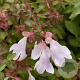 Abelia Pinky Bells GM 3,0L leverbaar
