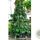 Acer campestre 'Eco Sentry' 200-210 cm container piramide