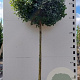 Acer campestre 'Nanum' 180 cm stam 15L 6-8