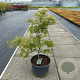 Acer pal. 'Dissectum' 50-60 cm 35L