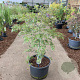 Acer pal. 'Dissectum' 50-60 cm 35L