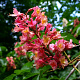 Aesculus carnea 'Briotii' 20-25 HO draadkluit 250 cm stam