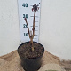 Aesculus hippocastanum 40-60 cm 7,5L