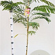 Albizia julibr. Ombrella 80-100 cm 3,0L