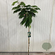 Albizia julibr. Ombrella 150 cm stam 15L
