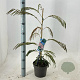 Albizia julibr. Ombrella 70-80 cm 3,0L met stok