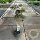 Albizia julibr. 'Summer Chocolate' 70-80 cm 3,0L met stok