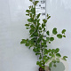 Alnus glutinosa 150-175 cm 5,0L