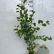 Alnus glutinosa 150-175 cm 5,0L
