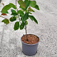 Amelanchier lamarckii 60-80 cm 2,0L