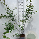 Amelanchier lamarckii 125-150 cm 5,0L