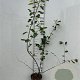 Amelanchier lamarckii 125-150 cm 5,0L