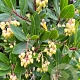 Arbutus unedo 'Compacta' 50-60 cm 20L