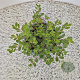 Arctostaphylos uva-ursi 20-25 cm C1.5