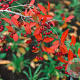 Aronia arbutifolia 'Brilliant' 100-125 cm draadkluit solitair
