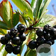 Aronia melanocarpa 'Viking' 25-30 cm 2,0L