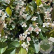 Aronia melanocarpa 'Autumn Magic' 100-125 cm met kluit struik