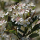 Aronia melanocarpa 'Hugin' GM 1.5