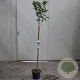 Aronia prunifolia 'Viking' 90 cm stam 10L 3jr.kroon