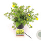 Potentilla f. 'Goldstar' 25-30 cm 3,0L