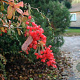 Berberis aggregata 125-150 cm met kluit struik