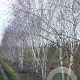 Betula utilis 'Doorenbos' 800-900 cm draadkluit meerstammig