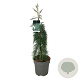 Sequoiadendron g. 'Pendulum' 80-100 cm 15L