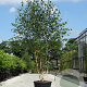 Betula utilis jacquemontii 500-600 cm container meerstammig