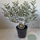 Brachyglottis 'Sunshine' 25-30 cm 2,0L