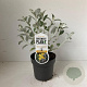 Brachyglottis 'Sunshine' 25-30 cm 2,0L