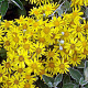 Brachyglottis 'Sunshine' 25-30 cm 2,5L