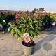 Buddleja d. B. Candy Little Cerise 30-40 cm 5,0L