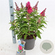 Buddleja d. B. Candy Little Ruby 30-40 cm 5,0L