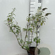 Buddleja d. 'White Profusion' 60-80 cm 5,0L
