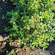 Viburnum tinus 60-80 cm met kluit