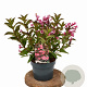 Weigela 'Minuet' 30-40 cm 3,0L
