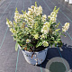 Buddleja White Chip 30-40 cm 7,5L