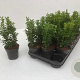 Buxus sempervirens 20-25 cm P9