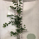 Carpinus betulus 150-175 cm 5,0L