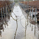 Carpinus betulus 150-175 cm 5,0L