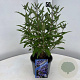 Caryopteris cland. Grand Bleu 30-40 cm 2,0L